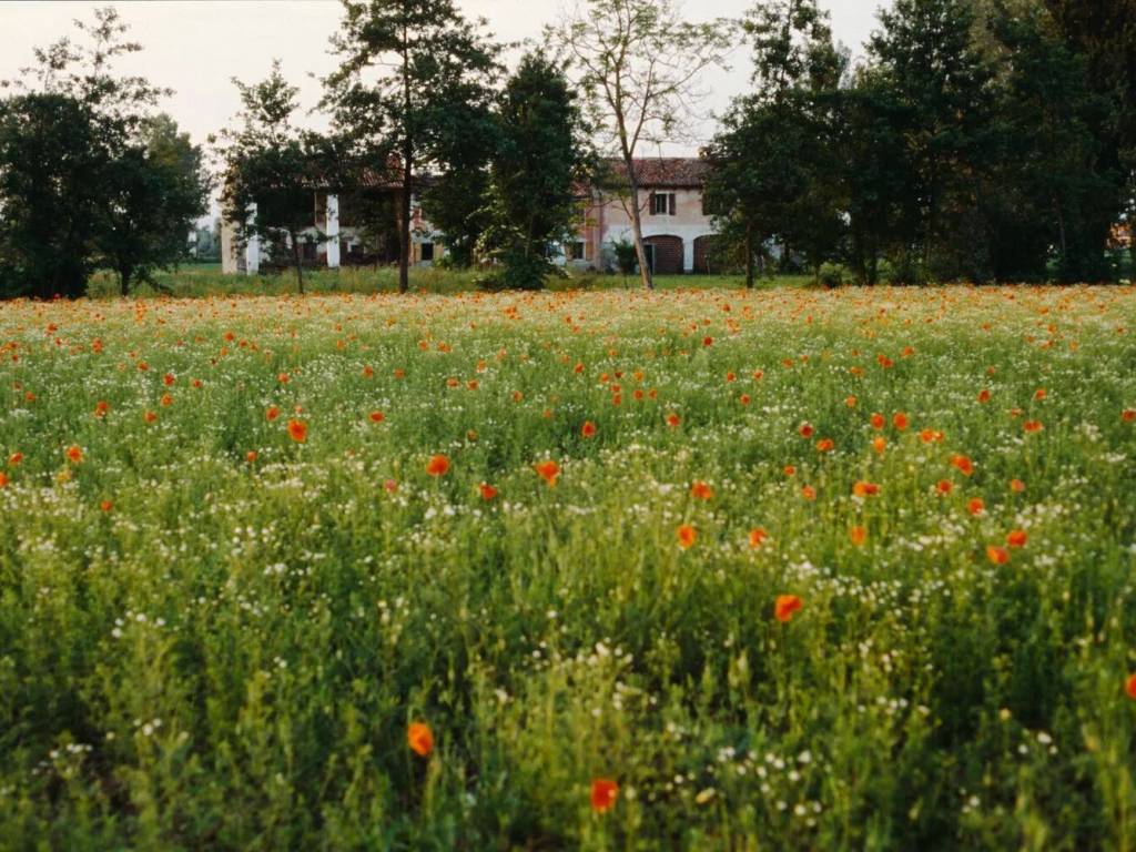 Rustico / casale a Loreggia in Via Carpane, 47 - Foto 4
