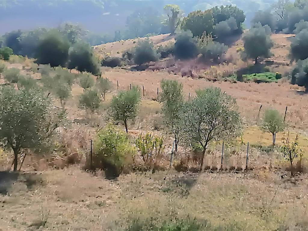 Terreno a Campagnatico in ZONA MONTORSAIO COMUNE CAMPAGNATICO - Foto 2