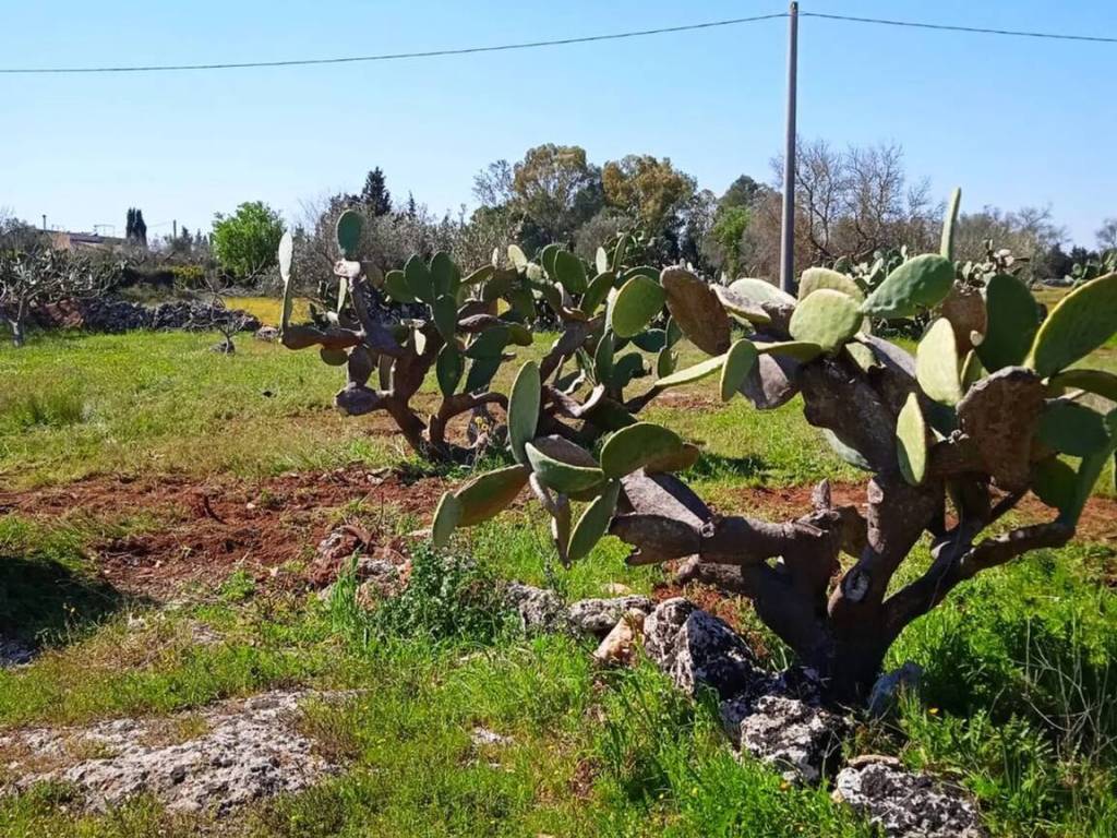Terreno a Corigliano d'otranto in Via Cutrofiano No Number - Foto 5