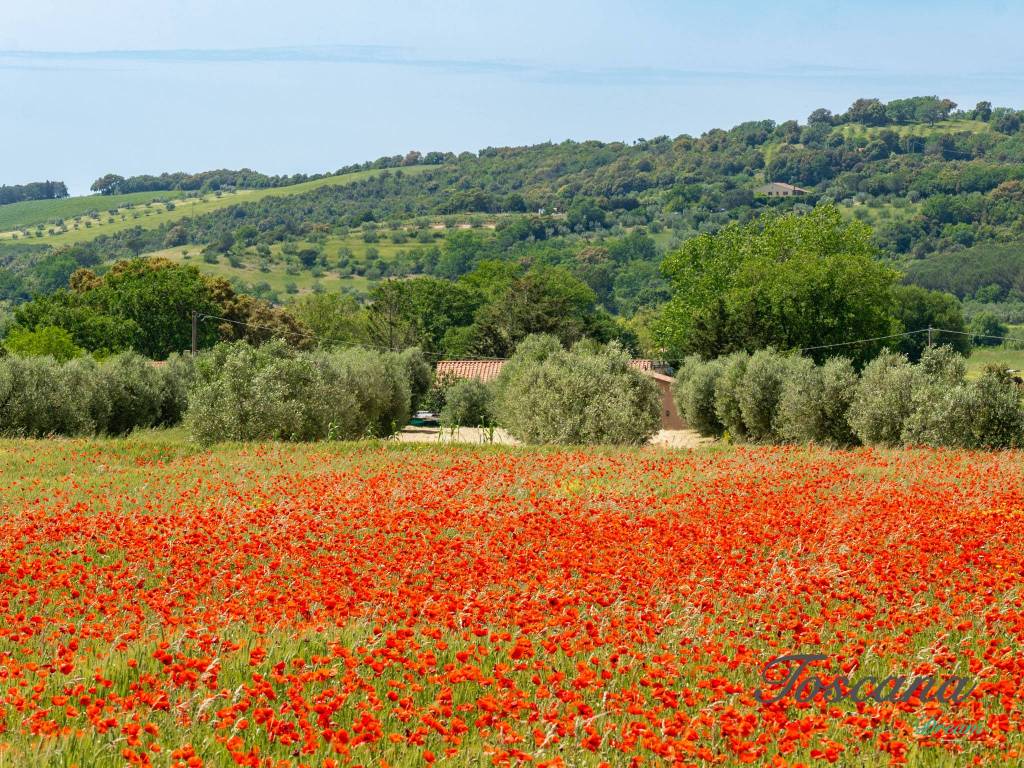 Rustico / casale a Massa marittima in Strada Provinciale Accesa - Foto 3