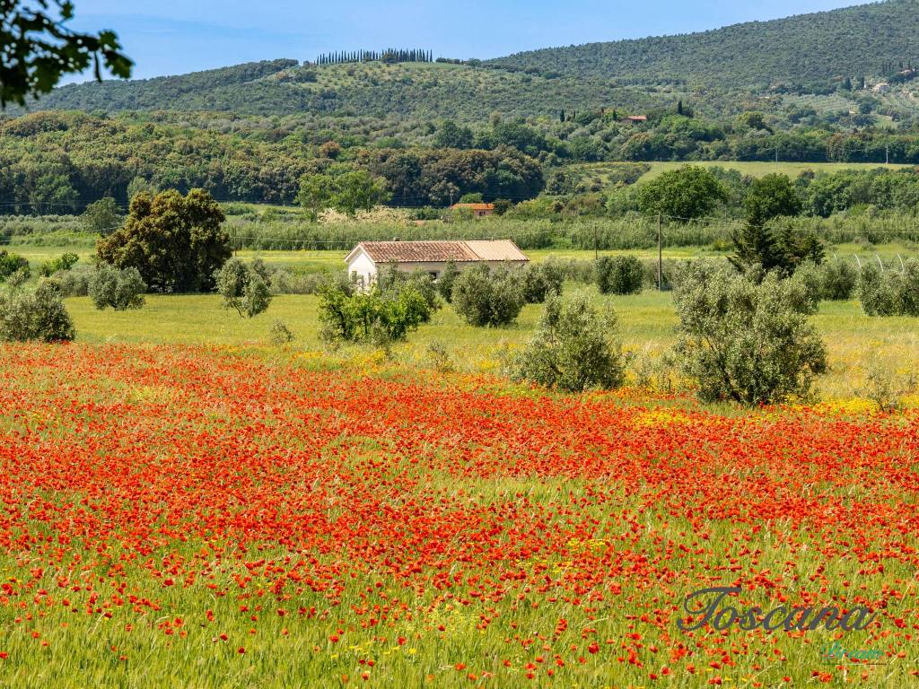 Rustico / casale a Massa marittima in Strada Provinciale Accesa - Foto 5