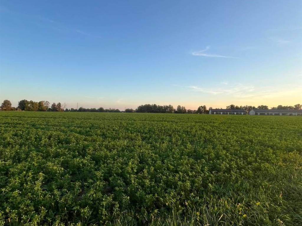 Terreno a Pegognaga - Foto 4