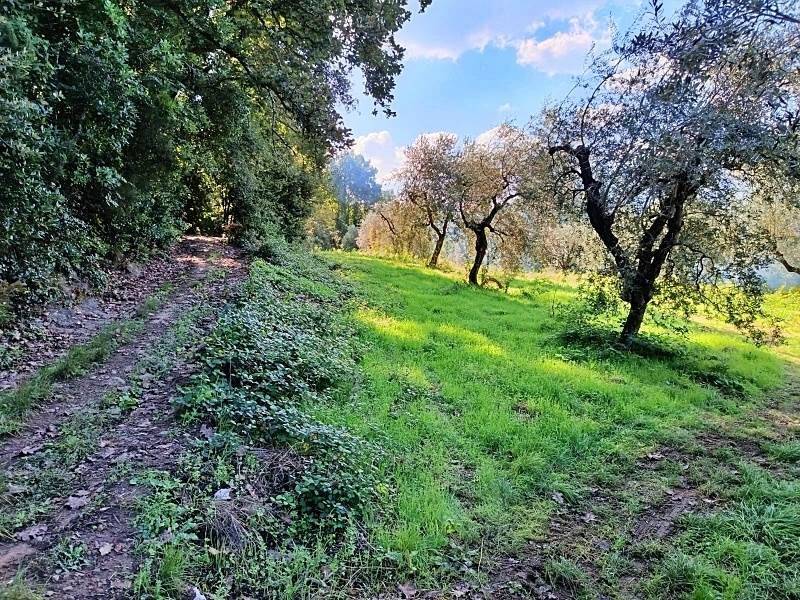 Rustico / casale a Castagneto carducci in Località Uccelliera - Foto 5