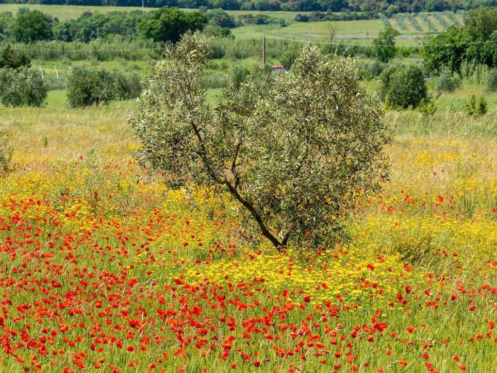Appartamento a Massa marittima in Podere San Francesco, 34 - Foto 2
