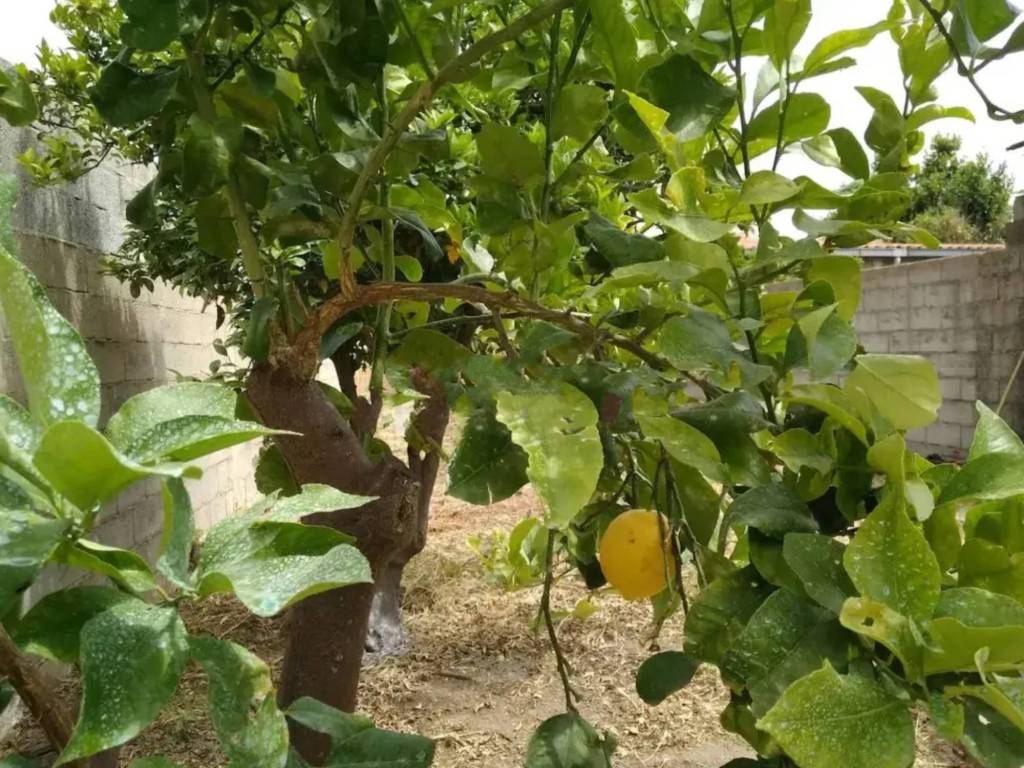 Casa indipendente a Cabras in Via Giovanni Battista Tuveri - Foto 4