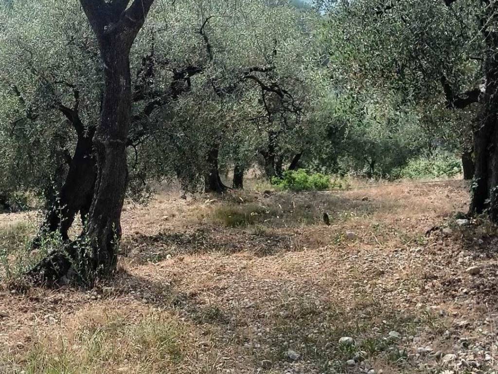 Terreno a Camporosso in STRADA DEGLI OLANDESI - Foto 2