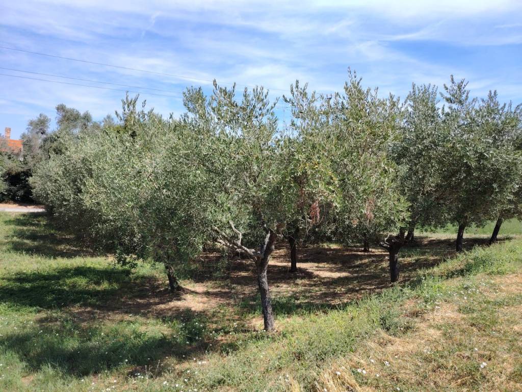 Terreno a Colonnella in Via Vallecupa - Foto 5