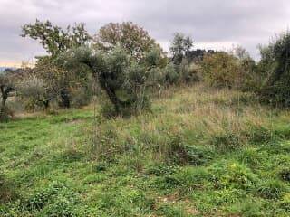 Terreno a Peccioli - Foto 5