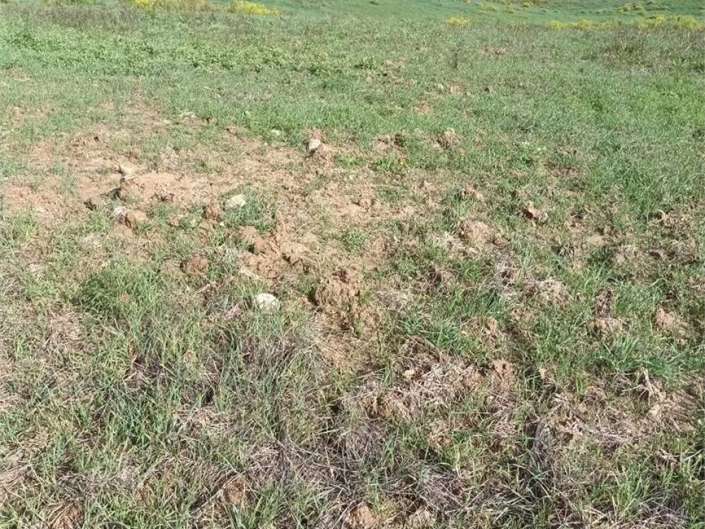 Rustico / casale a Cinigiano in Podere Pelacane, 1 - Foto 5