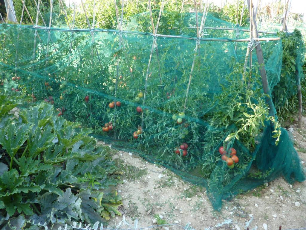 Terreno a Ripatransone - Foto 5