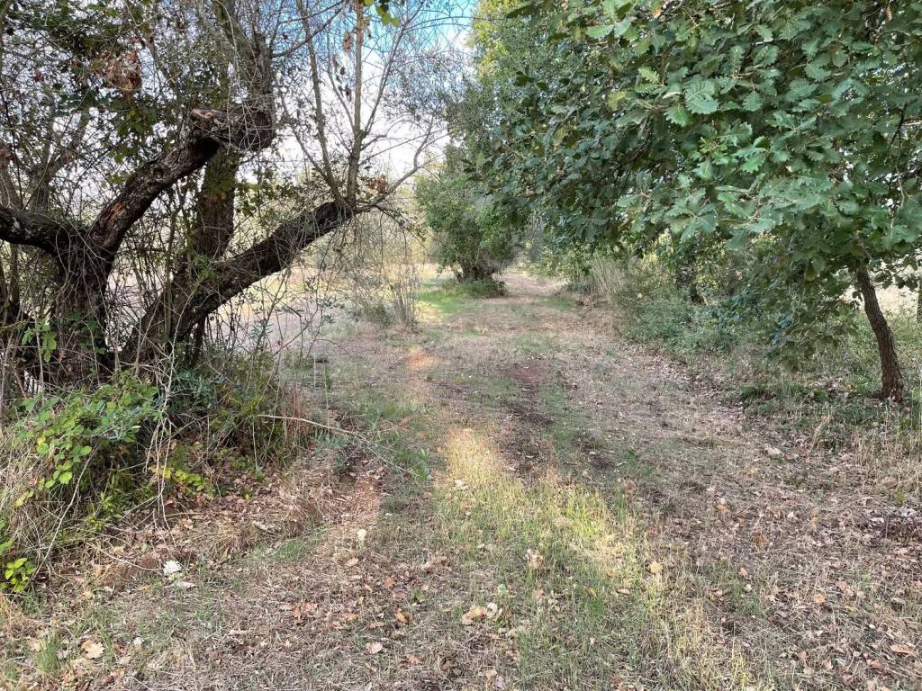 Terreno a Marta in Strada Spiantacase No Number - Foto 2