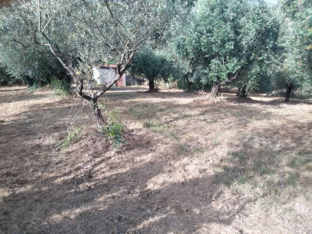 Terreno a Piglio in Via Per Piglio No Number - Foto 2