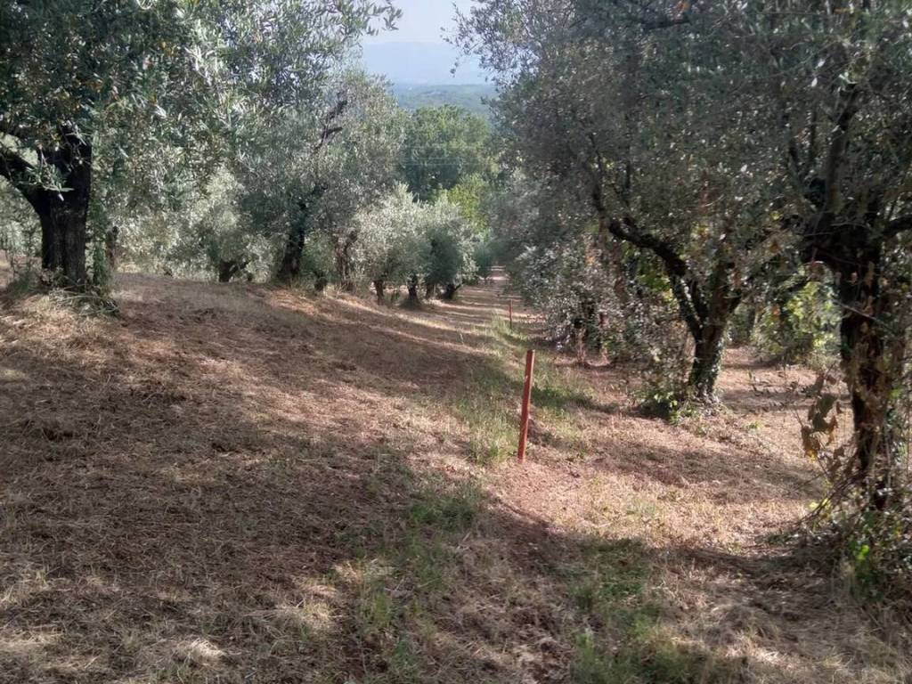 Terreno a Piglio in Via Per Piglio No Number - Foto 3