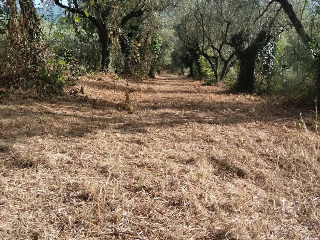 Terreno a Piglio in Via Per Piglio No Number - Foto 4