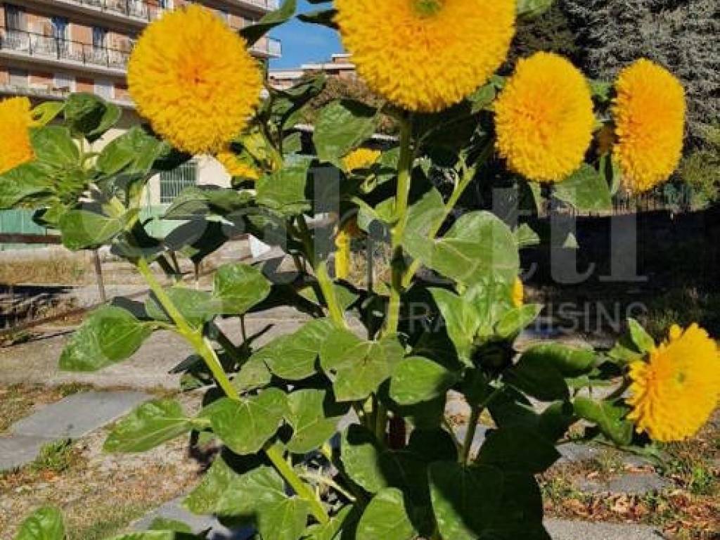 Terreno a Pinerolo in Via Martiri del XXI, 65 - Foto 5