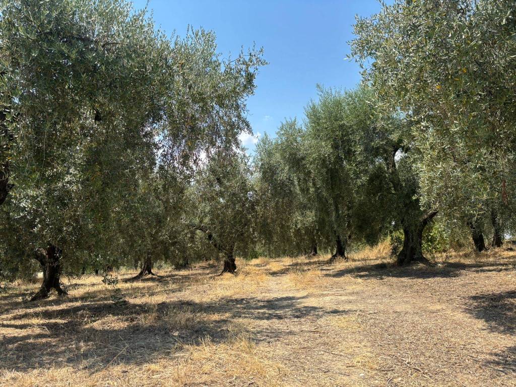 Terreno a Montelibretti in Via Prato Amato - Foto 2