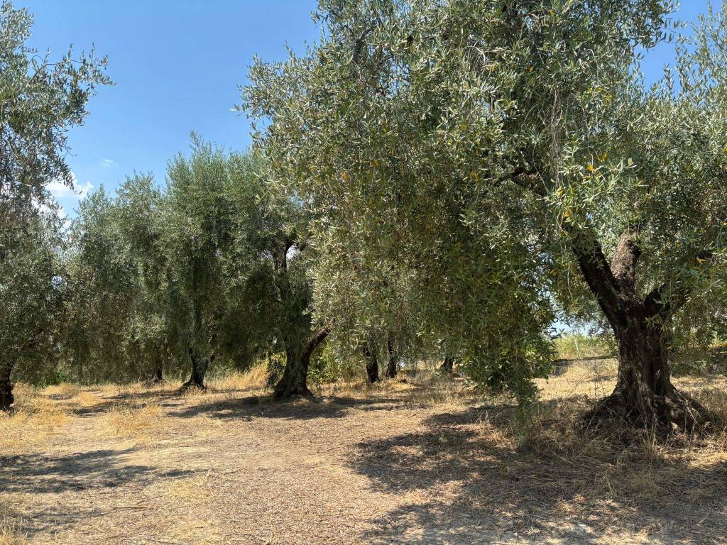 Terreno a Montelibretti in Via Prato Amato - Foto 4