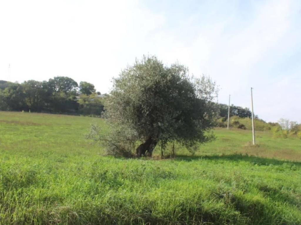 Terreno a Silvi in Contrada Bufali, 1 - Foto 5