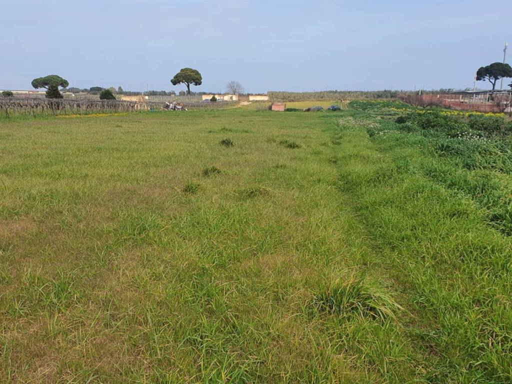 Terreno a Barletta in VIA FOGGIA - Foto 2