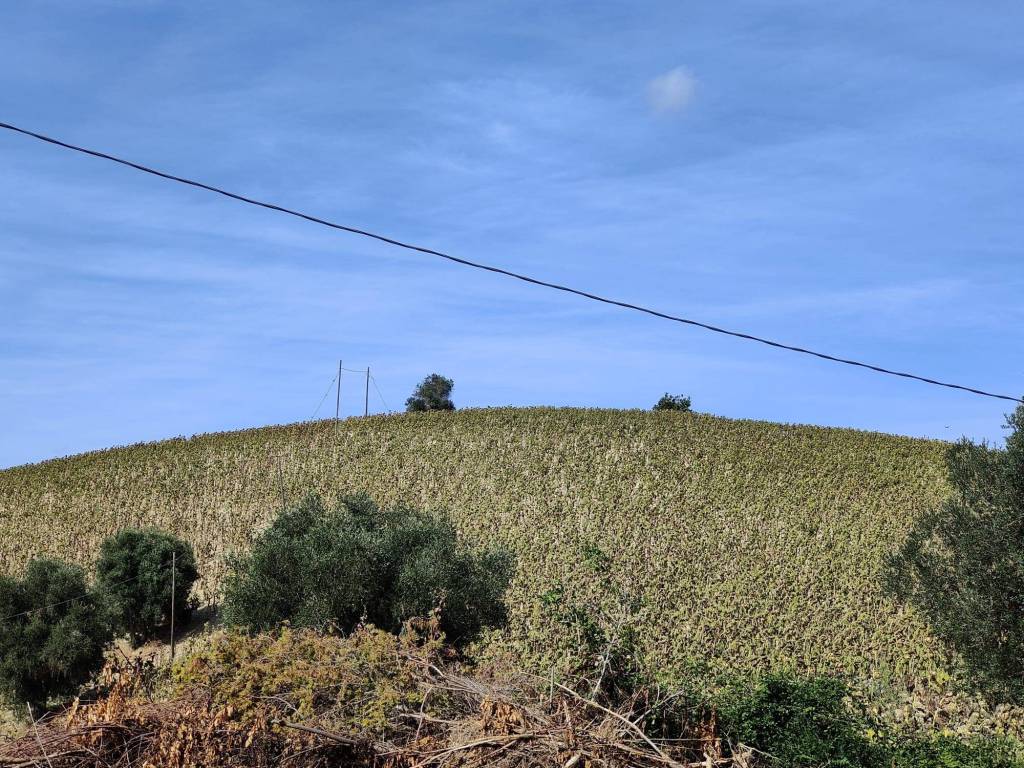 Terreno a Acquaviva picena in Contrada Forola - Foto 3