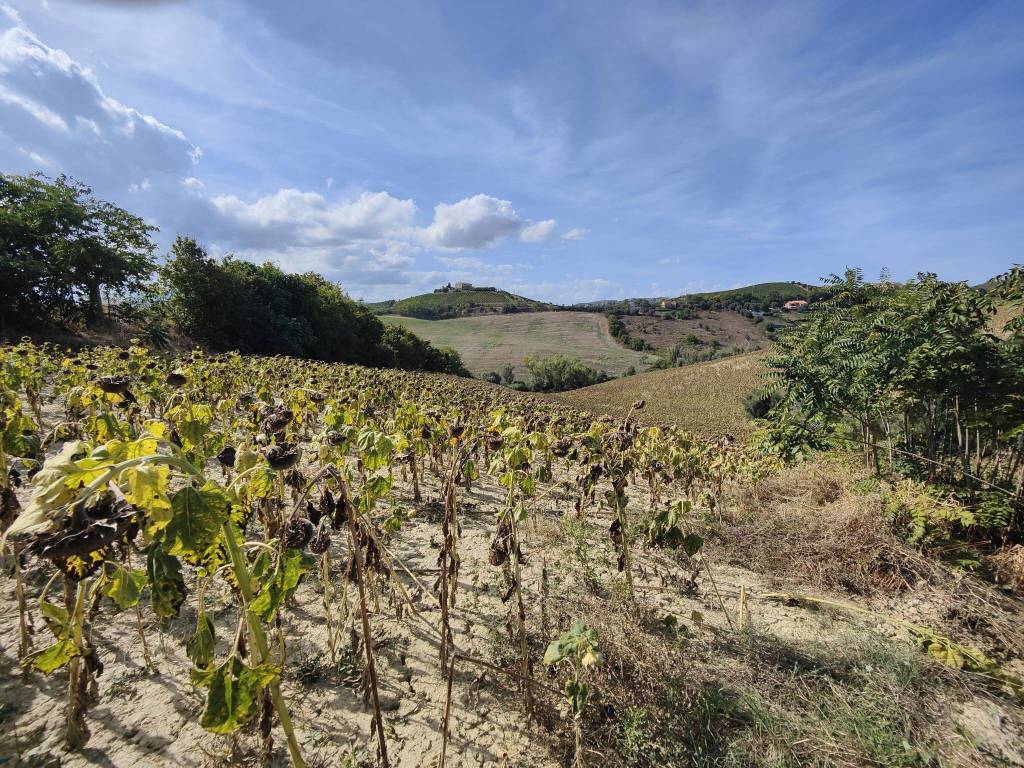 Terreno a Acquaviva picena in Contrada Forola - Foto 5