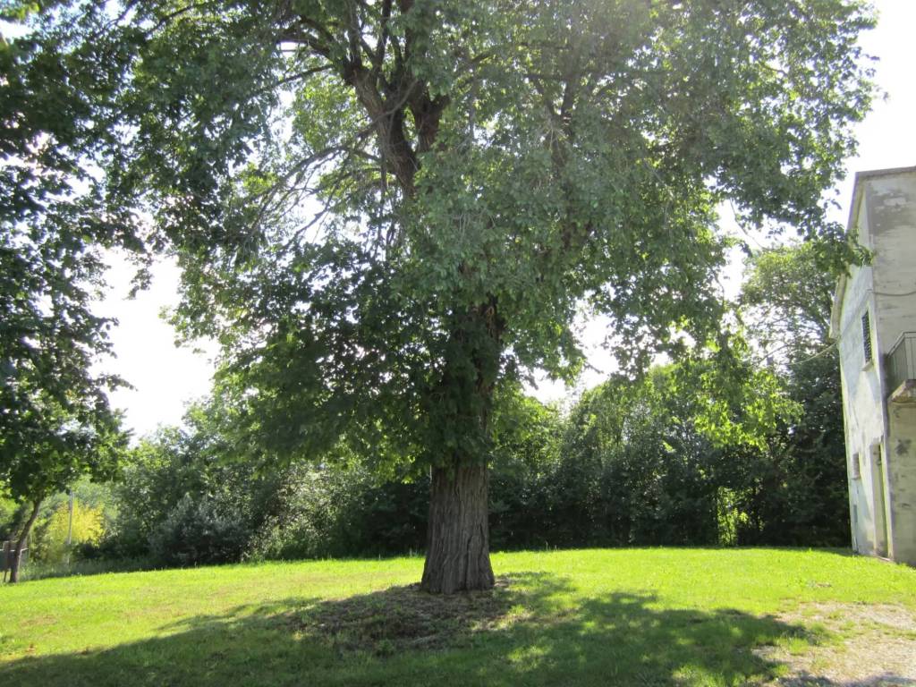 Rustico / casale a Mondavio in Contrada Pianaccio - Foto 4