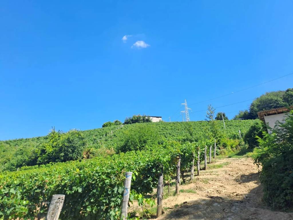 Terreno a Loazzolo in Regione Ronconuovo - Foto 2