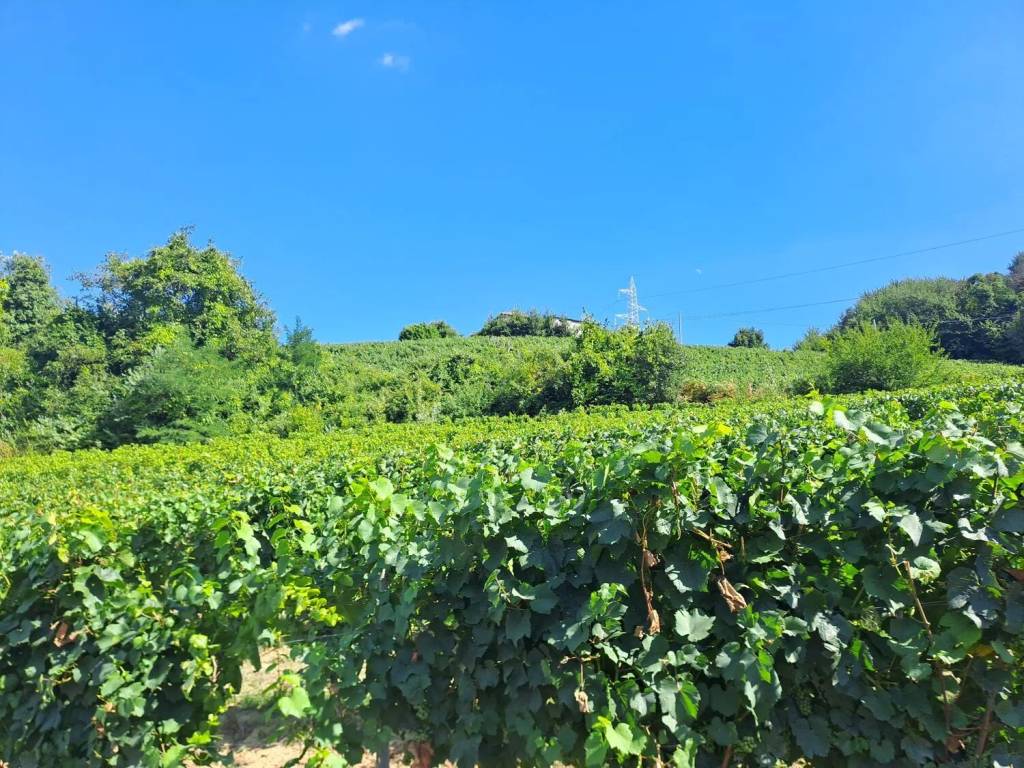 Terreno a Loazzolo in Regione Ronconuovo - Foto 4