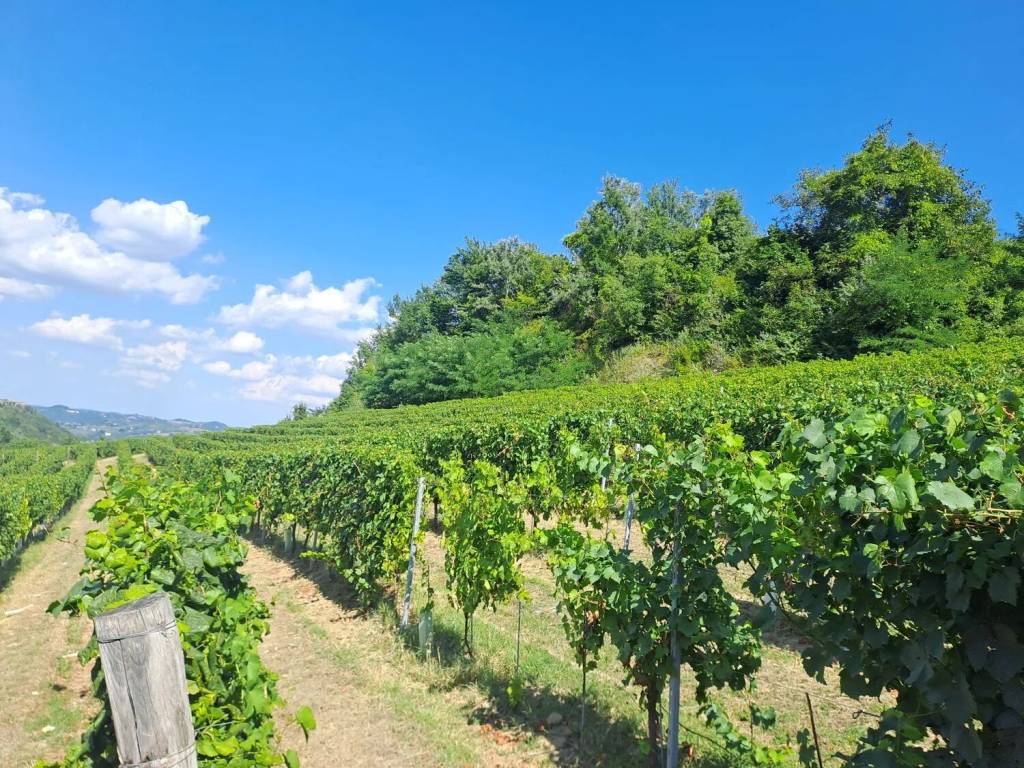 Terreno a Loazzolo in Regione Ronconuovo - Foto 5