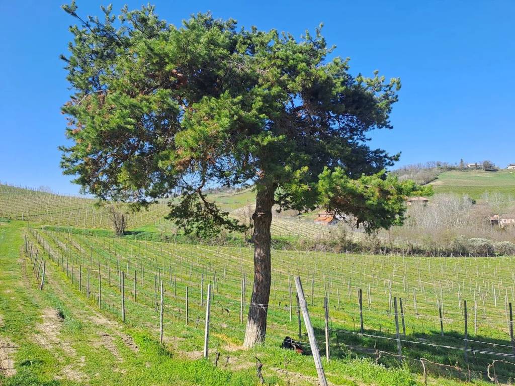 Terreno a Calamandrana in Via Provinciale - Foto 5