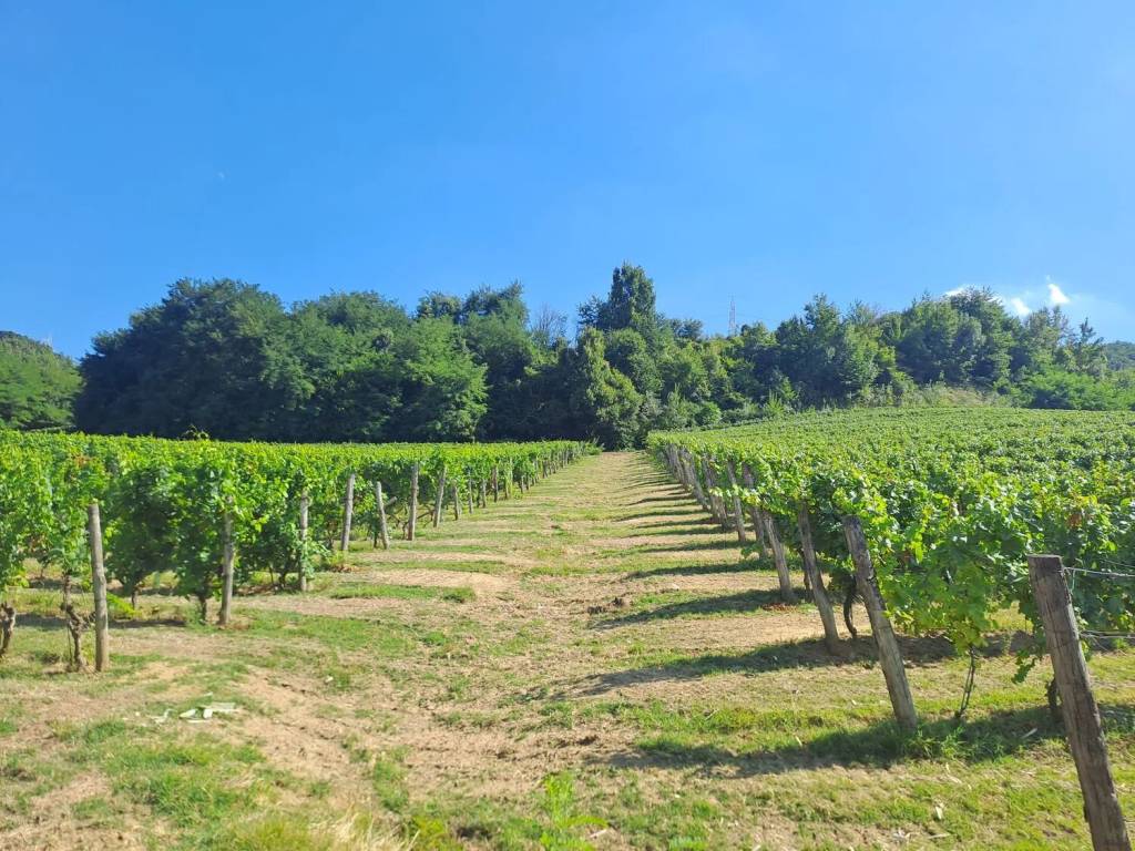 Rustico / casale a Loazzolo in Regione Ronconuovo - Foto 4
