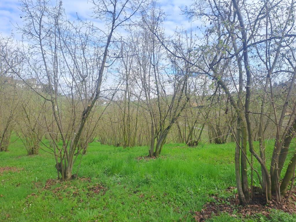 Villa a Calosso in Strada Crevacuore - Foto 5