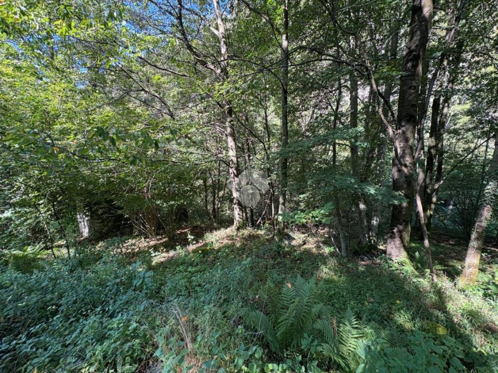 Rustico / casale a Dazio in Torchi bianchi - Foto 2