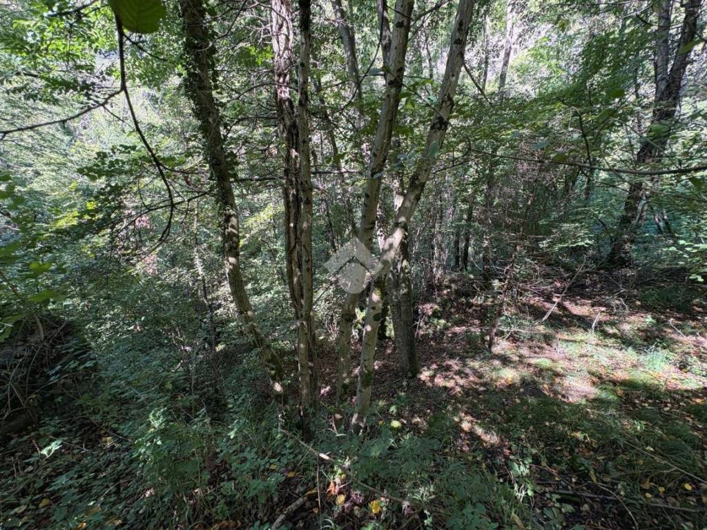 Rustico / casale a Dazio in Torchi bianchi - Foto 5