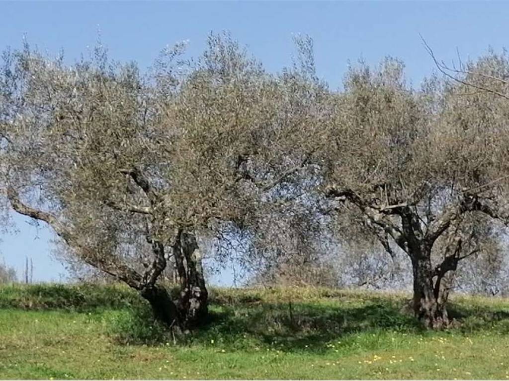 Terreno a Vetralla - Foto 2