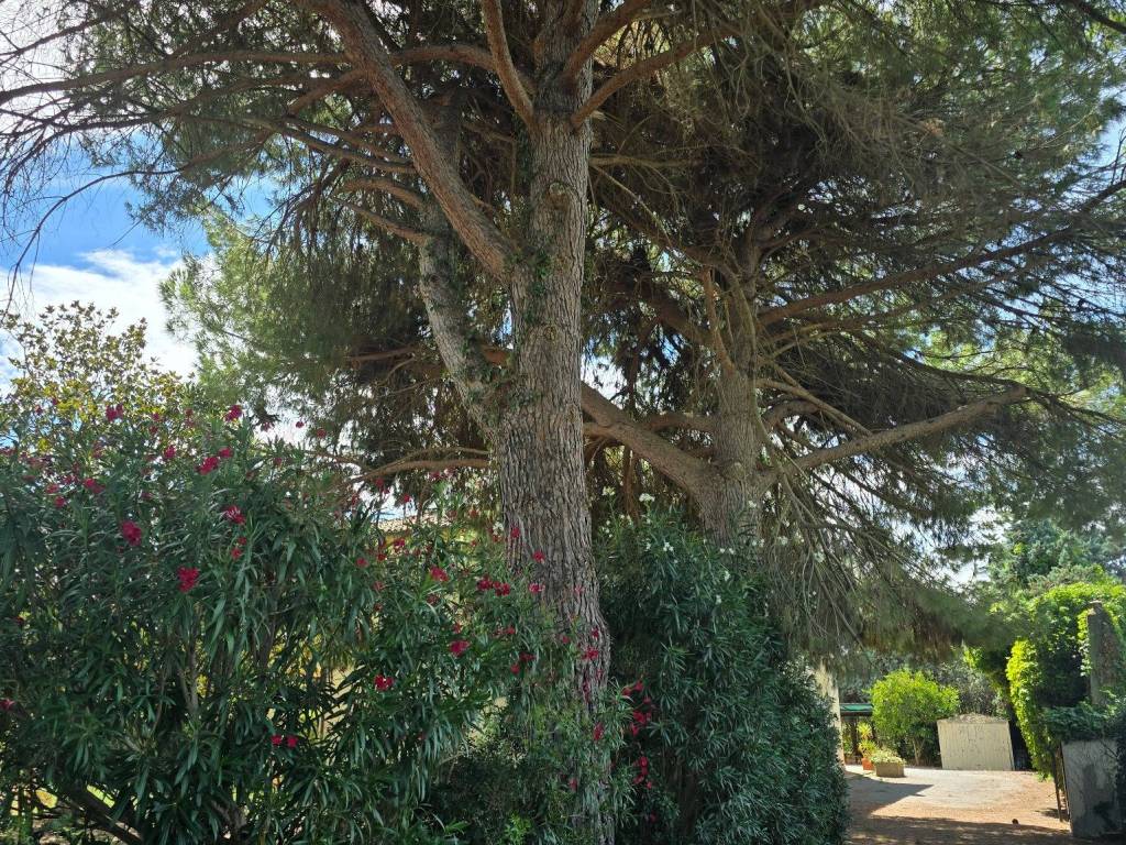 Villa a Orbetello in Strada Vicinale dei Pinalti - Foto 4