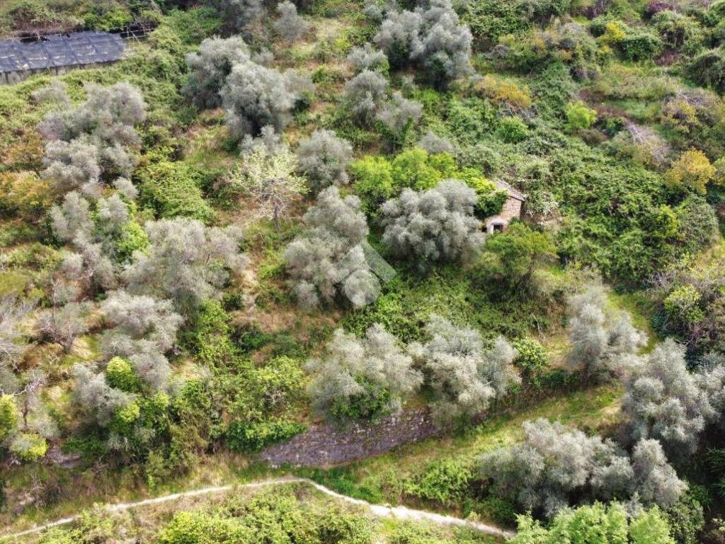 Rustico / casale a Vallebona in Strada Ciaudauda - Foto 4