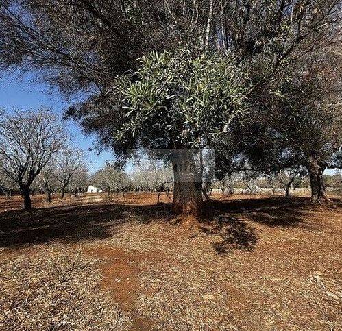Terreno a Carovigno in Contrada Ferro Rosso - Foto 3