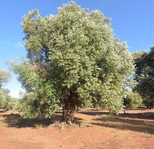 Terreno a Carovigno in Contrada Bufalaria - Foto 2