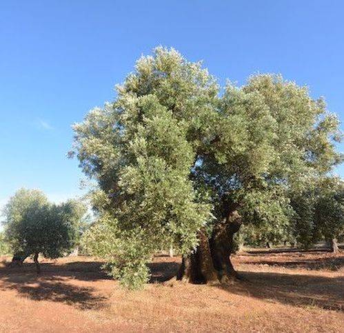 Terreno a Carovigno in Contrada Bufalaria - Foto 3