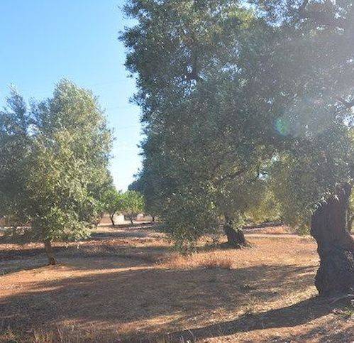 Terreno a Carovigno in Contrada Bufalaria - Foto 4