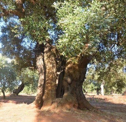 Terreno a Carovigno in Contrada Bufalaria - Foto 5