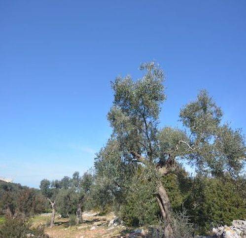 Terreno a Carovigno in Contrada Monti - Foto 2