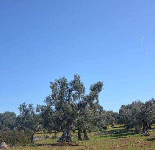 Terreno a Carovigno in Contrada Monti - Foto 3