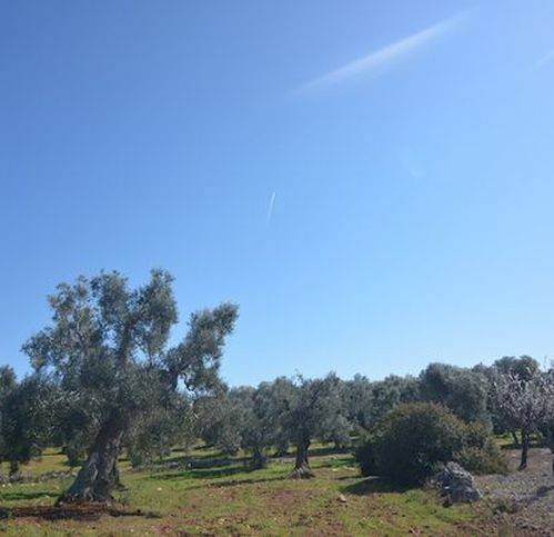 Terreno a Carovigno in Contrada Monti - Foto 4