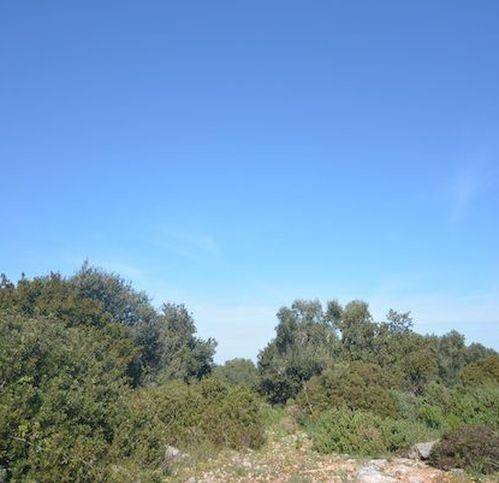 Terreno a Carovigno in Contrada Monti - Foto 5