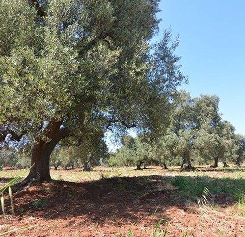 Terreno a Carovigno in Contrada Bufaleria - Foto 2