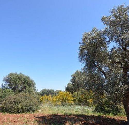Terreno a Carovigno in Contrada Bufaleria - Foto 4