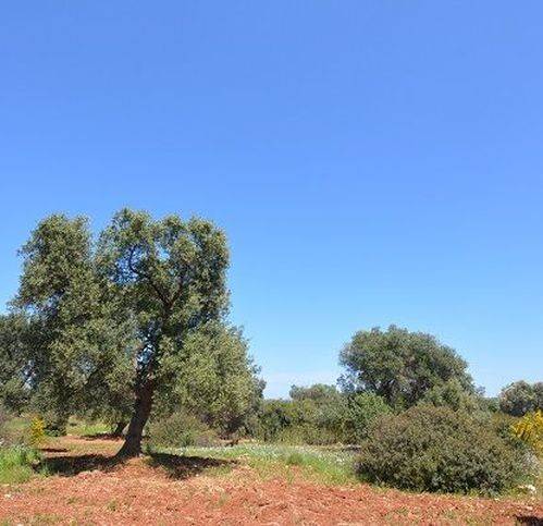 Terreno a Carovigno in Contrada Bufaleria - Foto 5
