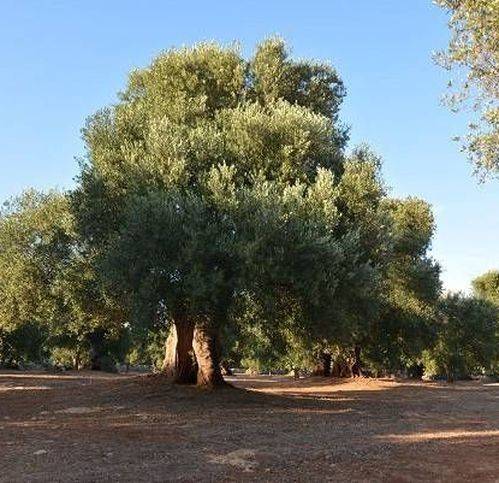 Terreno a Carovigno in Strada Provinciale 32 - Foto 3